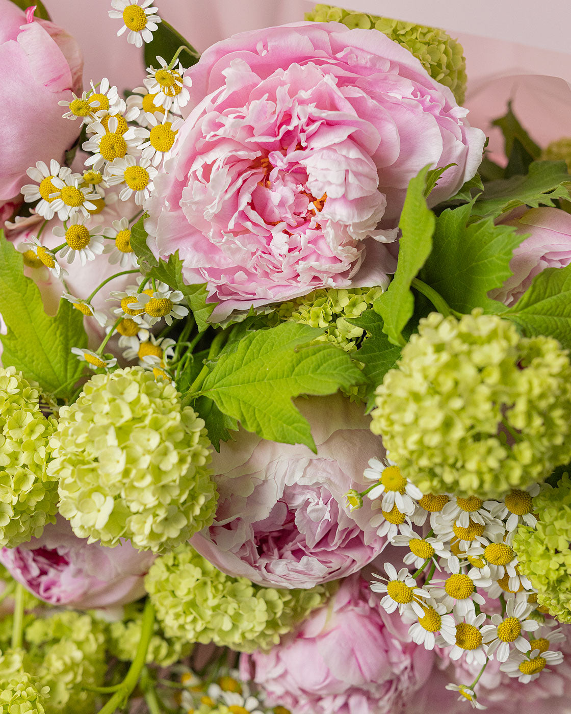 Image of Peony Mania