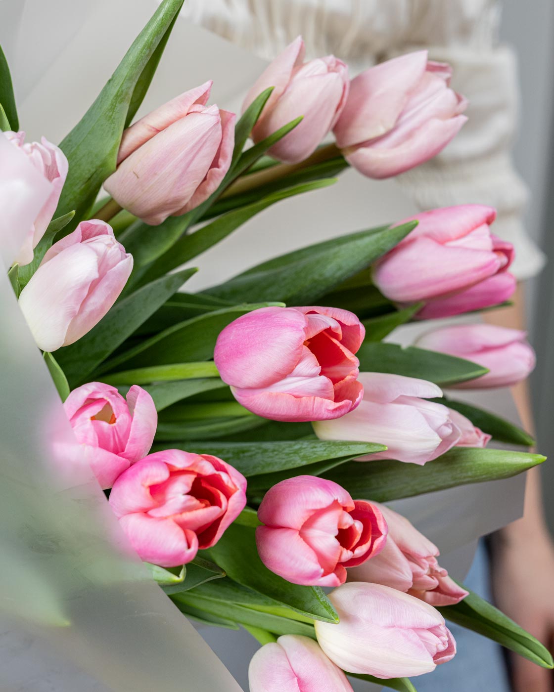 Pink Tulips