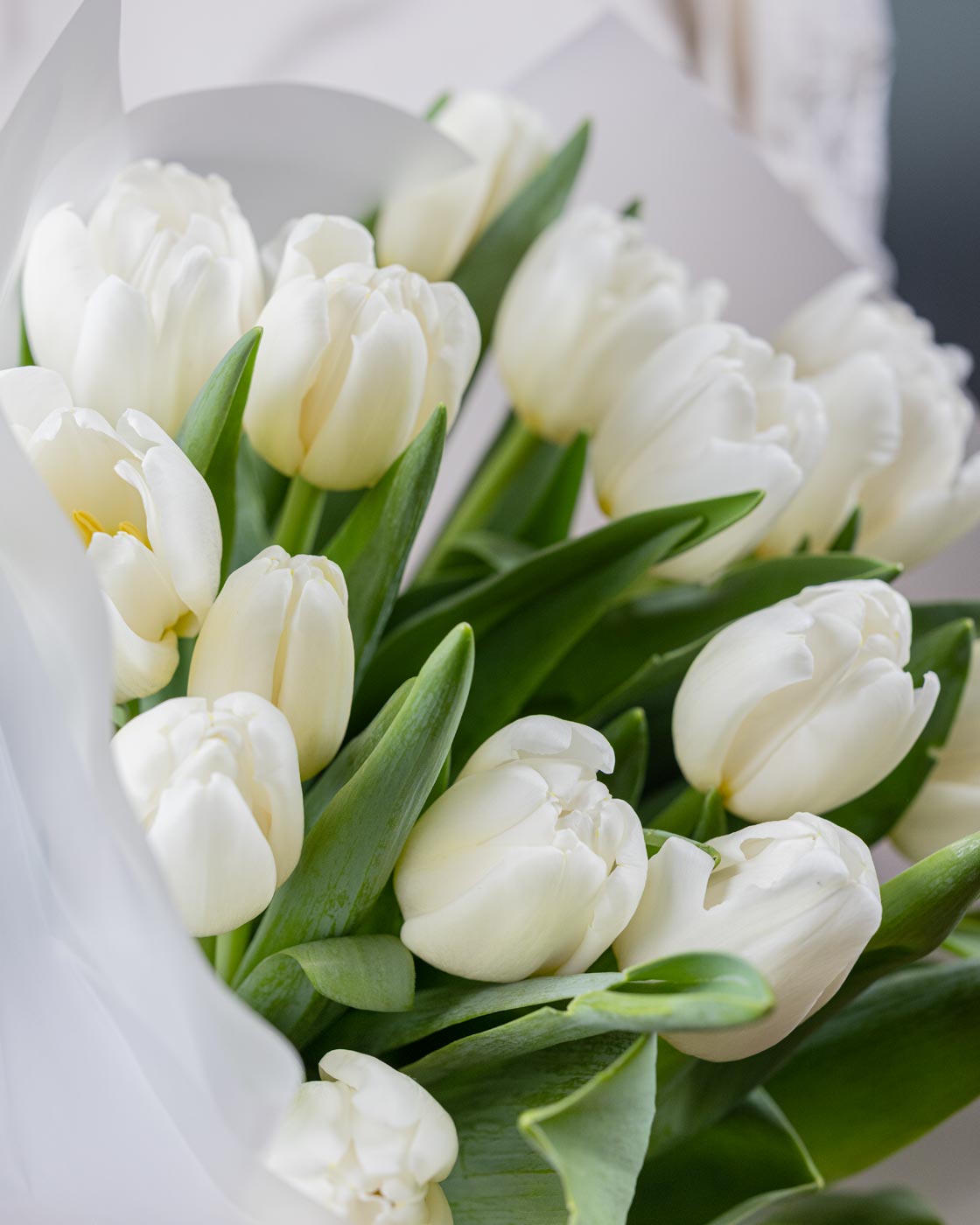 White Tulips