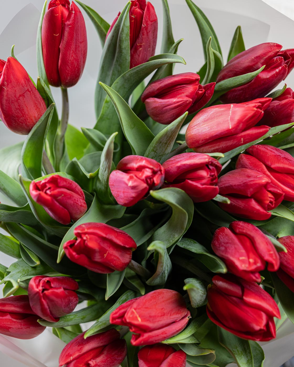 Red Tulips
