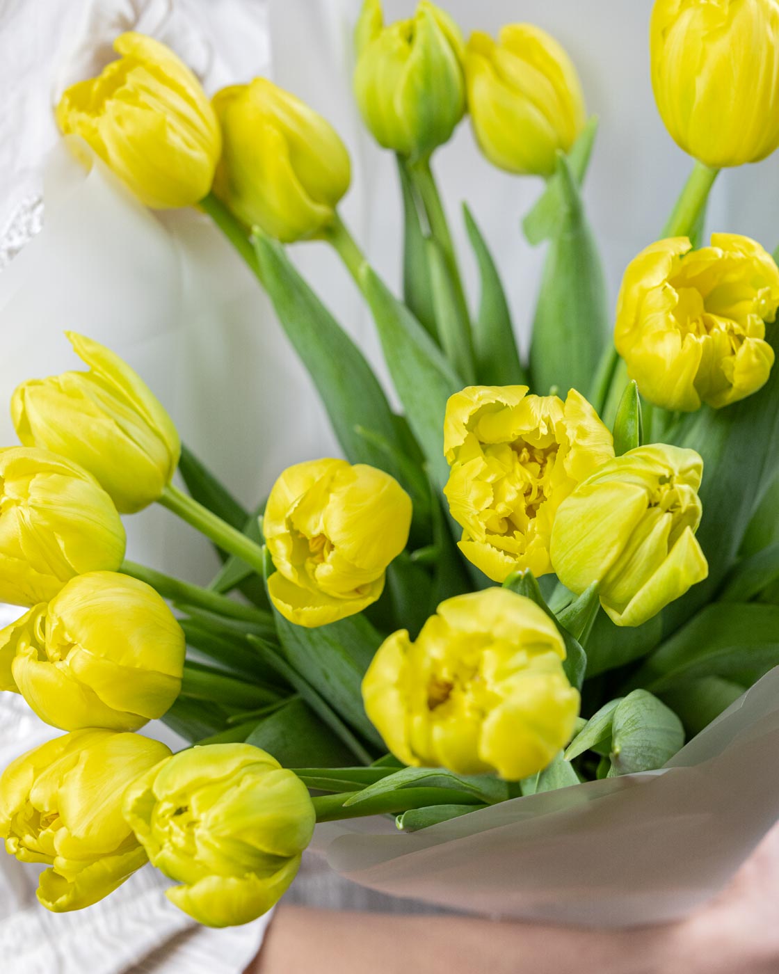 Yellow Tulips