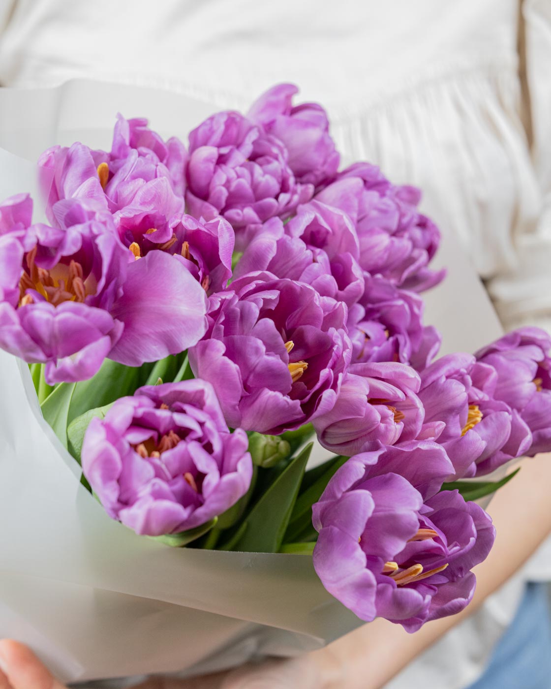 Purple Tulips