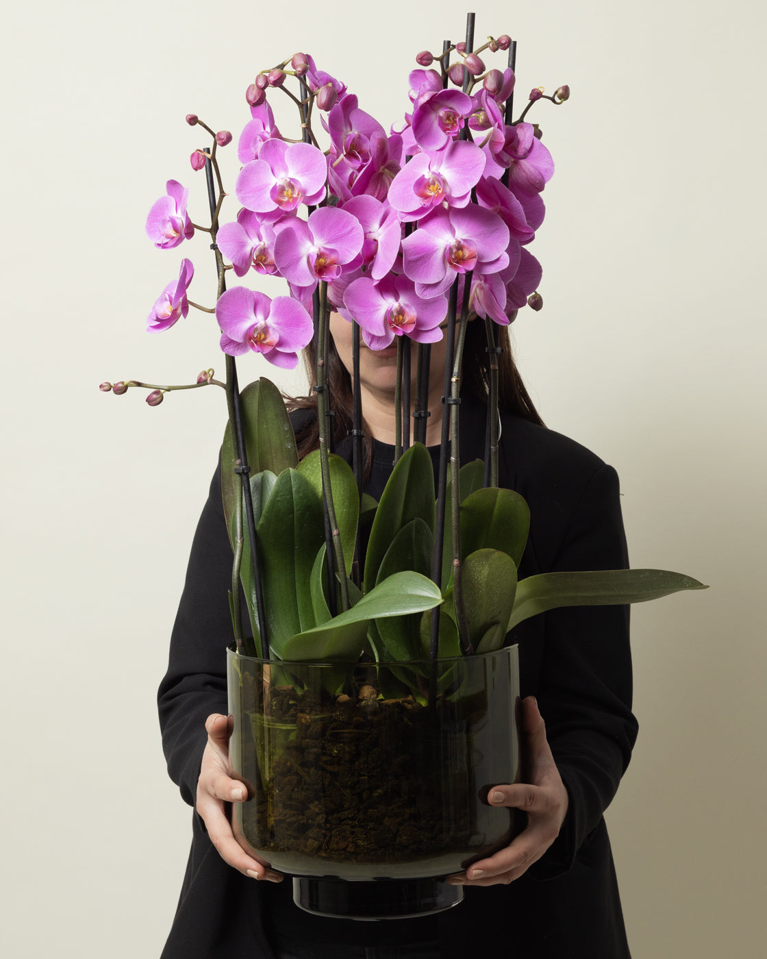 Image of Orchid Dream
